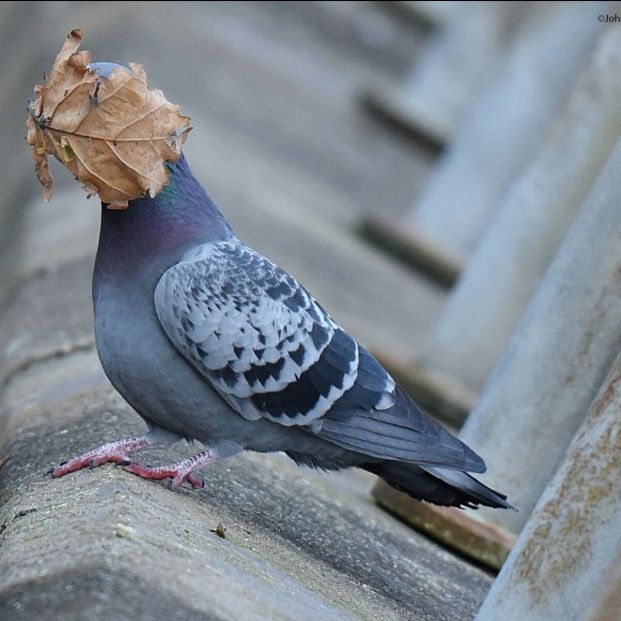 comedy life comedy life