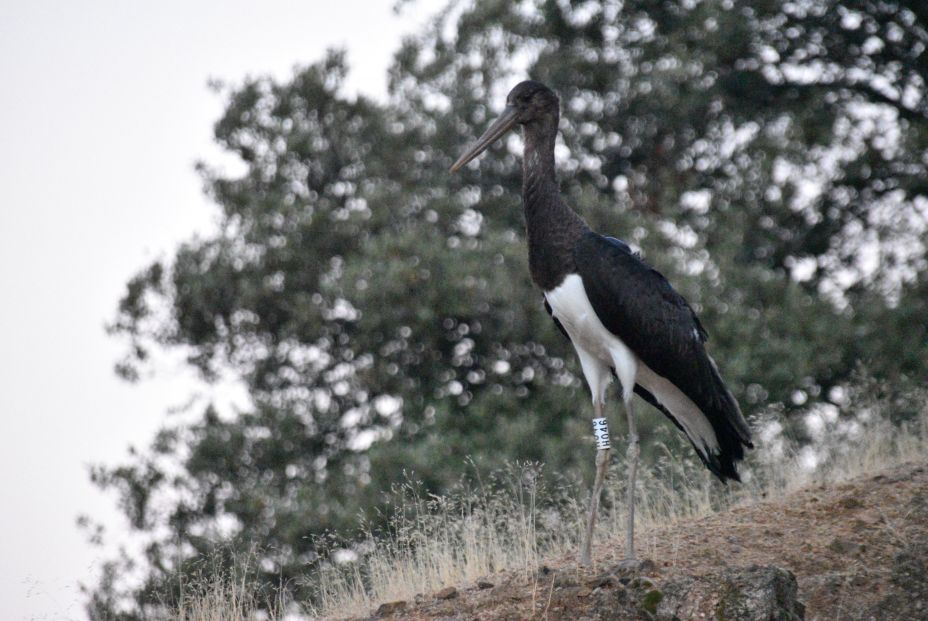 medioambiente ciguenanegra 1 medioambiente ciguenanegra 1
