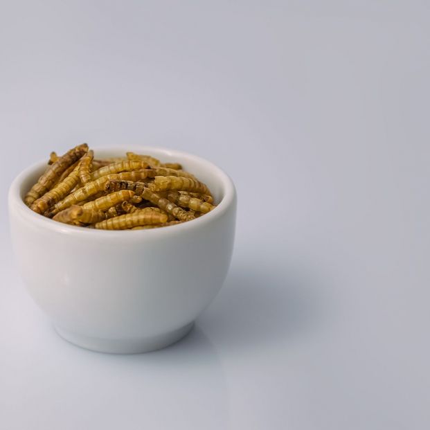 Qué es el gusano de la harina y por qué debes evitar este nuevo alimento si tienes estas alergias (Foto Bigstock) 2 Qué es el gusano de la harina y por qué debes evitar este nuevo alimento si tienes estas alergias (Foto Bigstock) 2