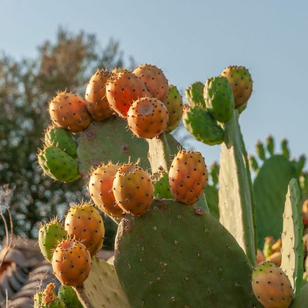 bigstock Propiedades del higo chumbo bigstock Propiedades del higo chumbo