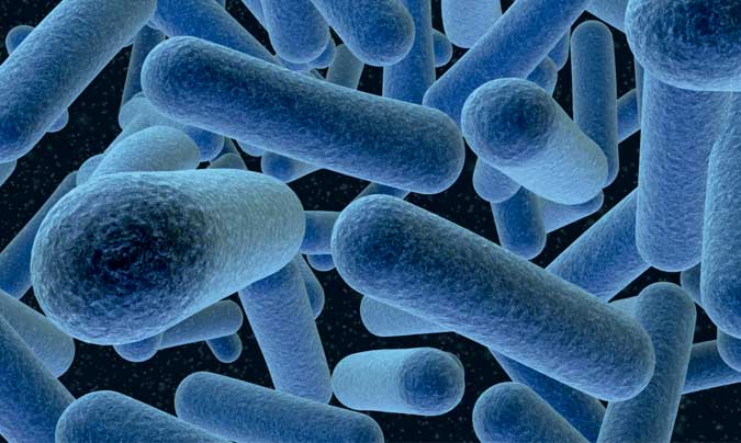 Bacterias del género Listeria Bacterias del género Listeria