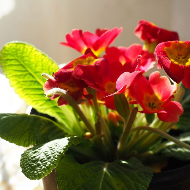 Primula acaulis es una planta herbácea pequeña muy colorida ( Foto: Bigstock) Primula acaulis es una planta herbácea pequeña muy colorida ( Foto: Bigstock)