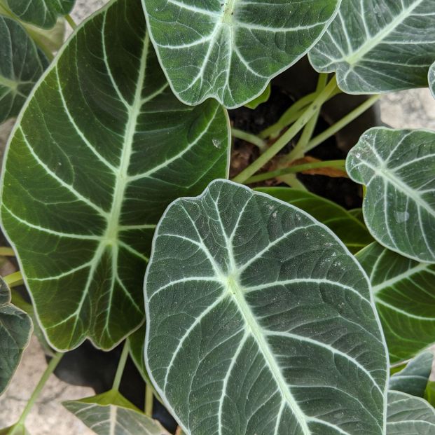 La Alocasia es una planta exótica con vistosas hojas de gran tamaño perfectas para decorar (Foto: Bigstock) La Alocasia es una planta exótica con vistosas hojas de gran tamaño perfectas para decorar (Foto: Bigstock)