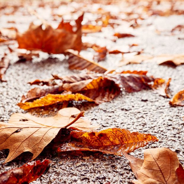 Comienza el otoño: cuál es el origen de esta palabra y refranes sobre la estación
