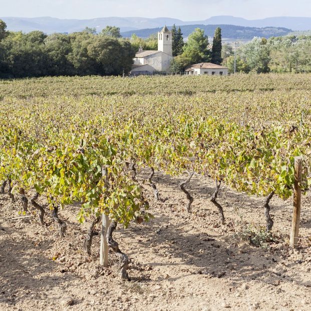 Avaline, el vino ecológico que Cameron Díaz elabora con uvas catalanas y que puedes comprar por Internet (Foto Bigstock) Avaline, el vino ecológico que Cameron Díaz elabora con uvas catalanas y que puedes comprar por Internet (Foto Bigstock)