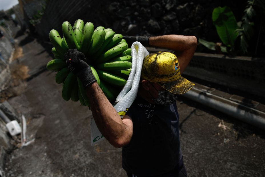 EuropaPress 3956532 agricultor lleno ceniza recoge pina platanos antes lava volcan cumbre vieja EuropaPress 3956532 agricultor lleno ceniza recoge pina platanos antes lava volcan cumbre vieja