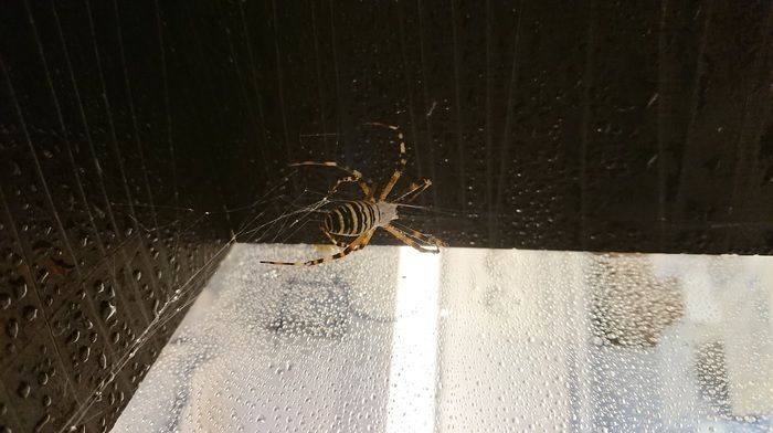 ¿Qué hay de cierto en las propiedades curativas de la tela de araña? Foto: Europa Press ¿Qué hay de cierto en las propiedades curativas de la tela de araña? Foto: Europa Press