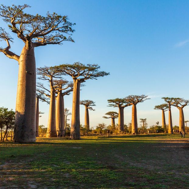 Baobab, el árbol de la vida Baobab, el árbol de la vida