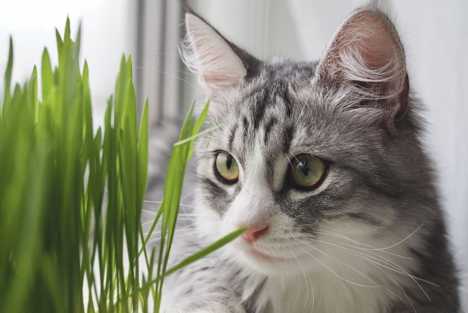 Si quieres tener una mascota has de tener en cuenta estas 5 premisas Si quieres tener una mascota has de tener en cuenta estas 5 premisas