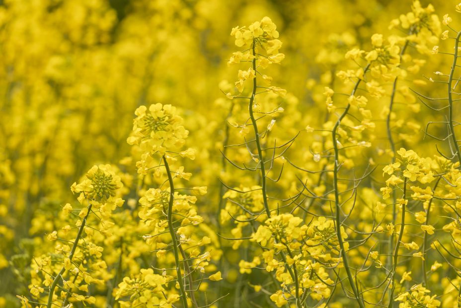 bigstock Yellow Rapeseed Flowers In A L 411868705 bigstock Yellow Rapeseed Flowers In A L 411868705