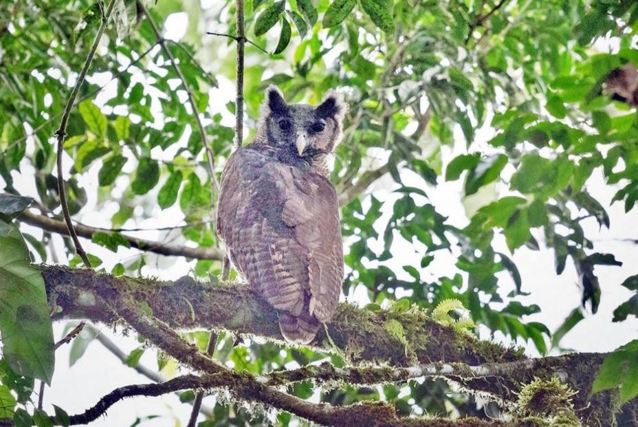 EuropaPress 4023721 imagen buho real shelley tomada ghana EuropaPress 4023721 imagen buho real shelley tomada ghana