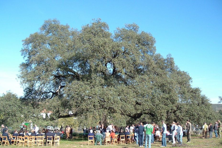 Encina de Los Perros. Aldea de El Álamo El Madroño (Sevilla)