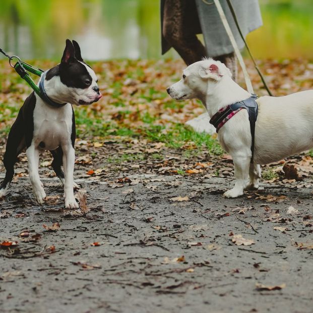 bigstock Perros en el parque paseando bigstock Perros en el parque paseando