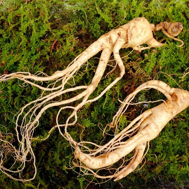 Ginseng planta medicinal Ginseng planta medicinal