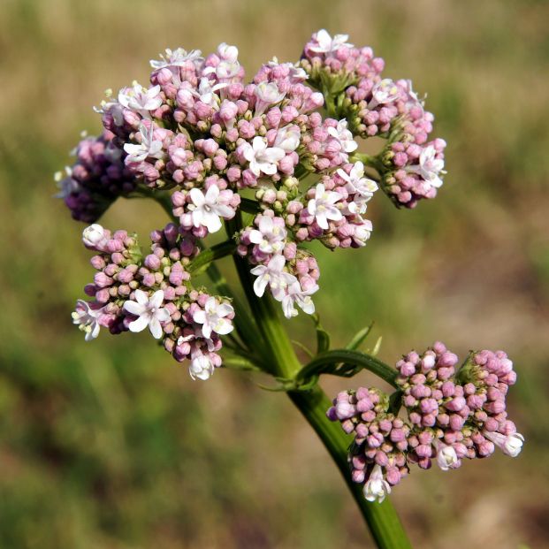 Valeriana Valeriana