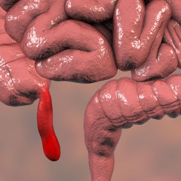 El apéndice El apéndice