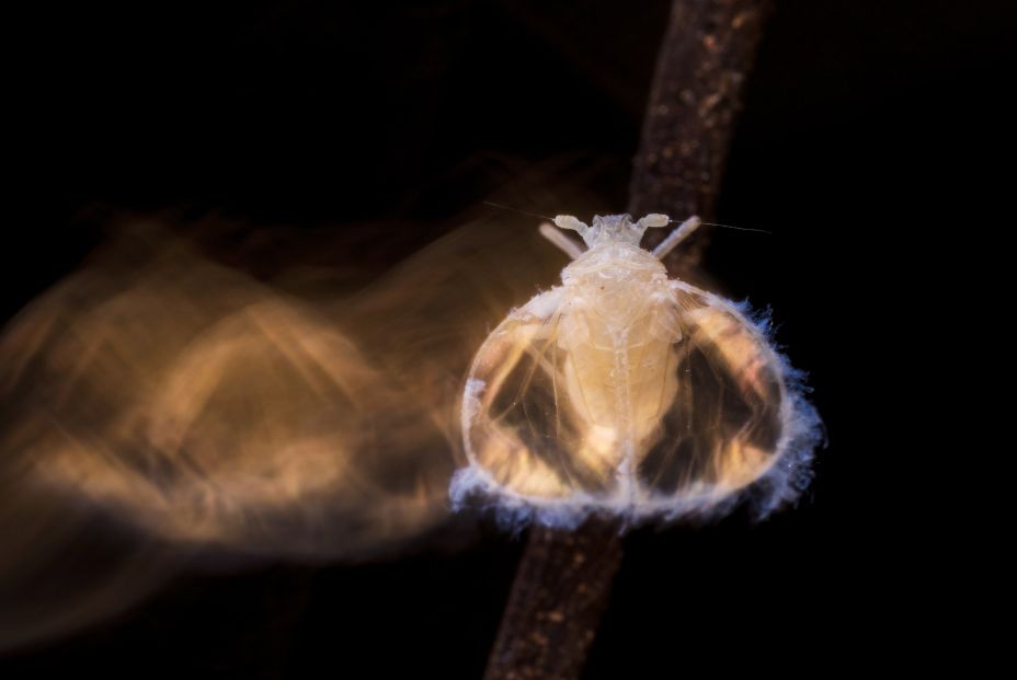 EuropaPress 4042905 fotografia premiada british ecological society muestra macho valenciolenda EuropaPress 4042905 fotografia premiada british ecological society muestra macho valenciolenda