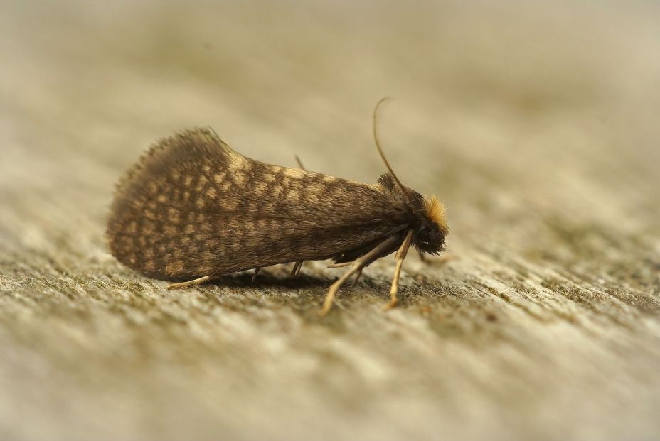 Cómo deshacerse de las polillas en el hogar