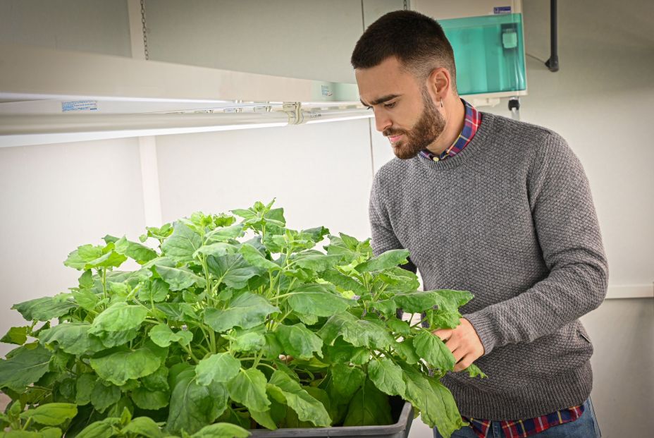 plantas plagas plantas plagas