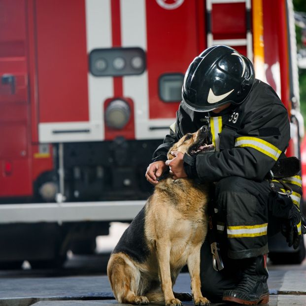 La Ley de protección animal establece que los perros podrán 'jubilarse'. Foto: Bigstock