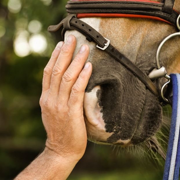Los caballos también se jubilan. Foto: Bigstock 