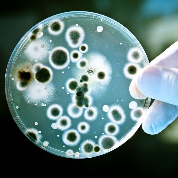 foto bacterias foto bacterias