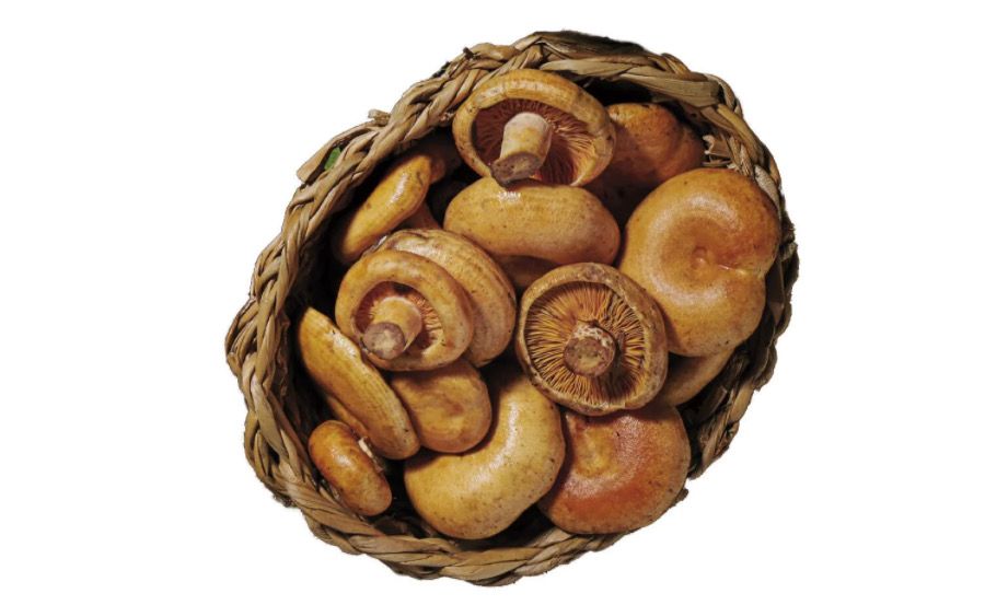 10 tipos de setas en oferta que encontrarás en Lidl (foto Lidl)3