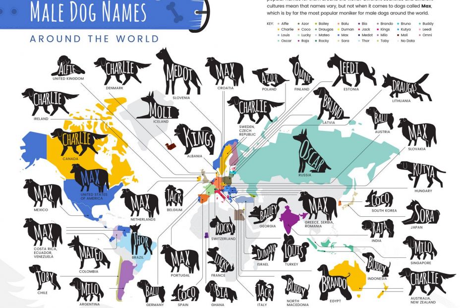Los nombres de perro más comunes del mundo Los nombres de perro más comunes del mundo