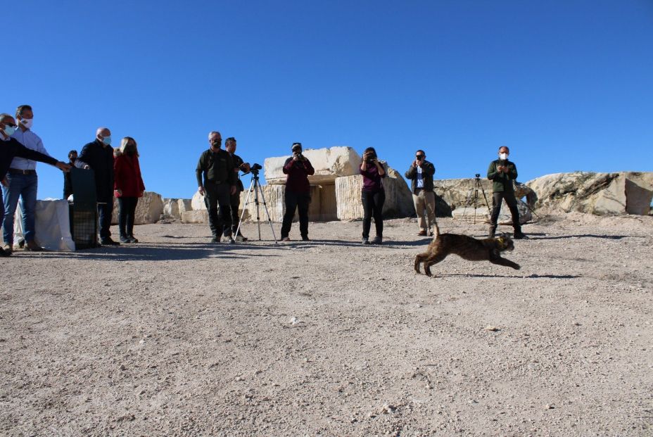 EuropaPress 4082634 suelta lince provincia albacete EuropaPress 4082634 suelta lince provincia albacete