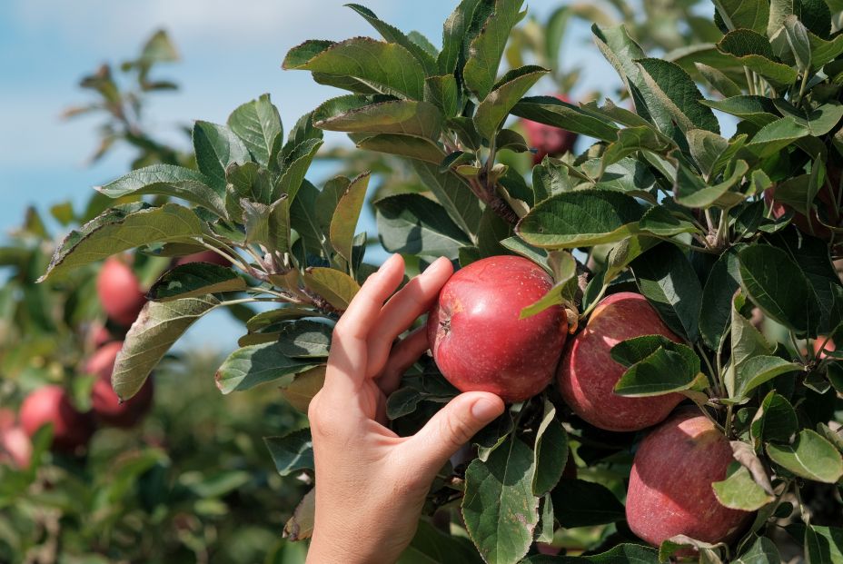 trabajos sector agrario trabajos sector agrario