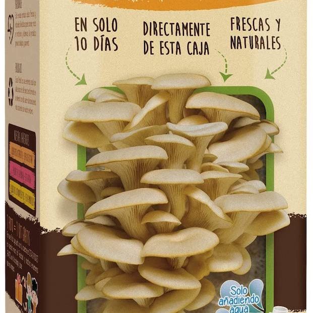 Kit de setas de Amazon