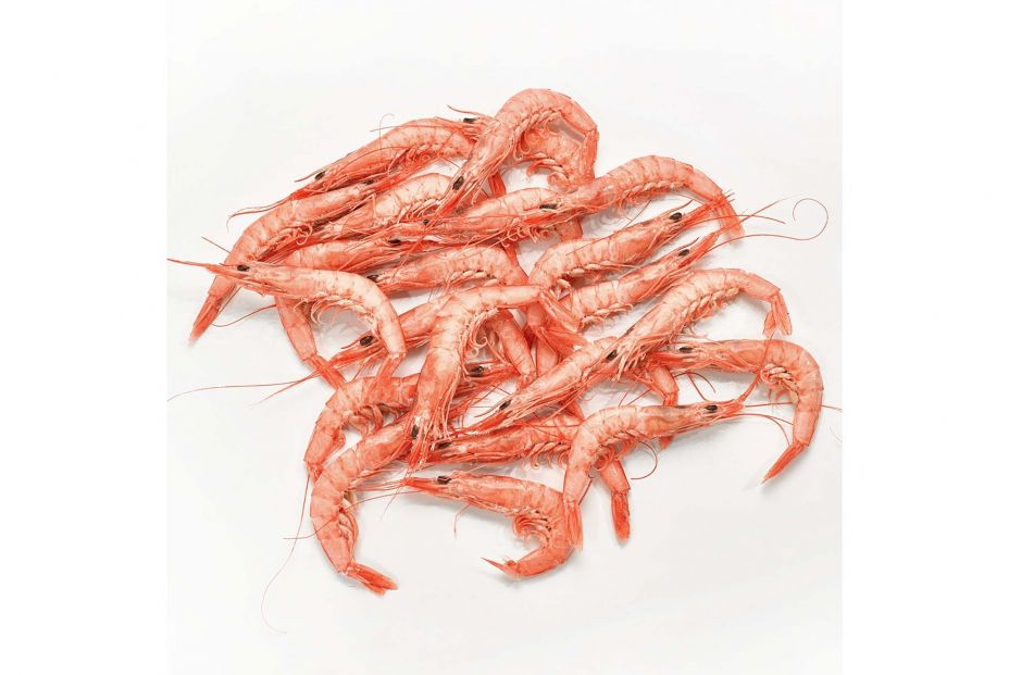 gamba blanca gamba blanca