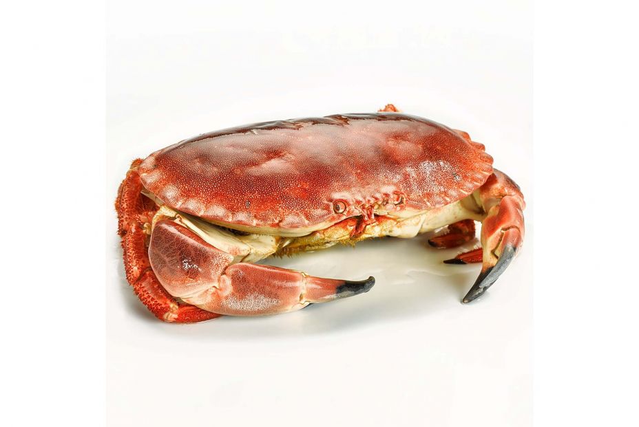 buey de mar buey de mar