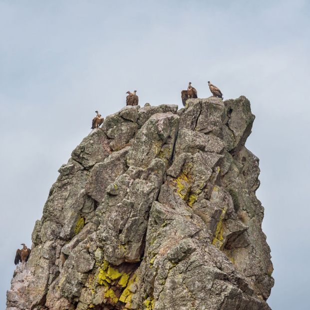 avistamiento de aves, Monfragüe avistamiento de aves, Monfragüe