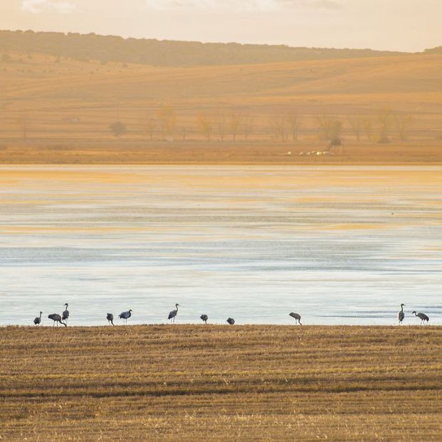avsitamiento de aves laguna Gallocanta avsitamiento de aves laguna Gallocanta