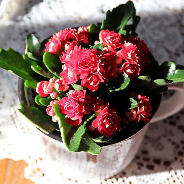 Planta kalanchoe Planta kalanchoe