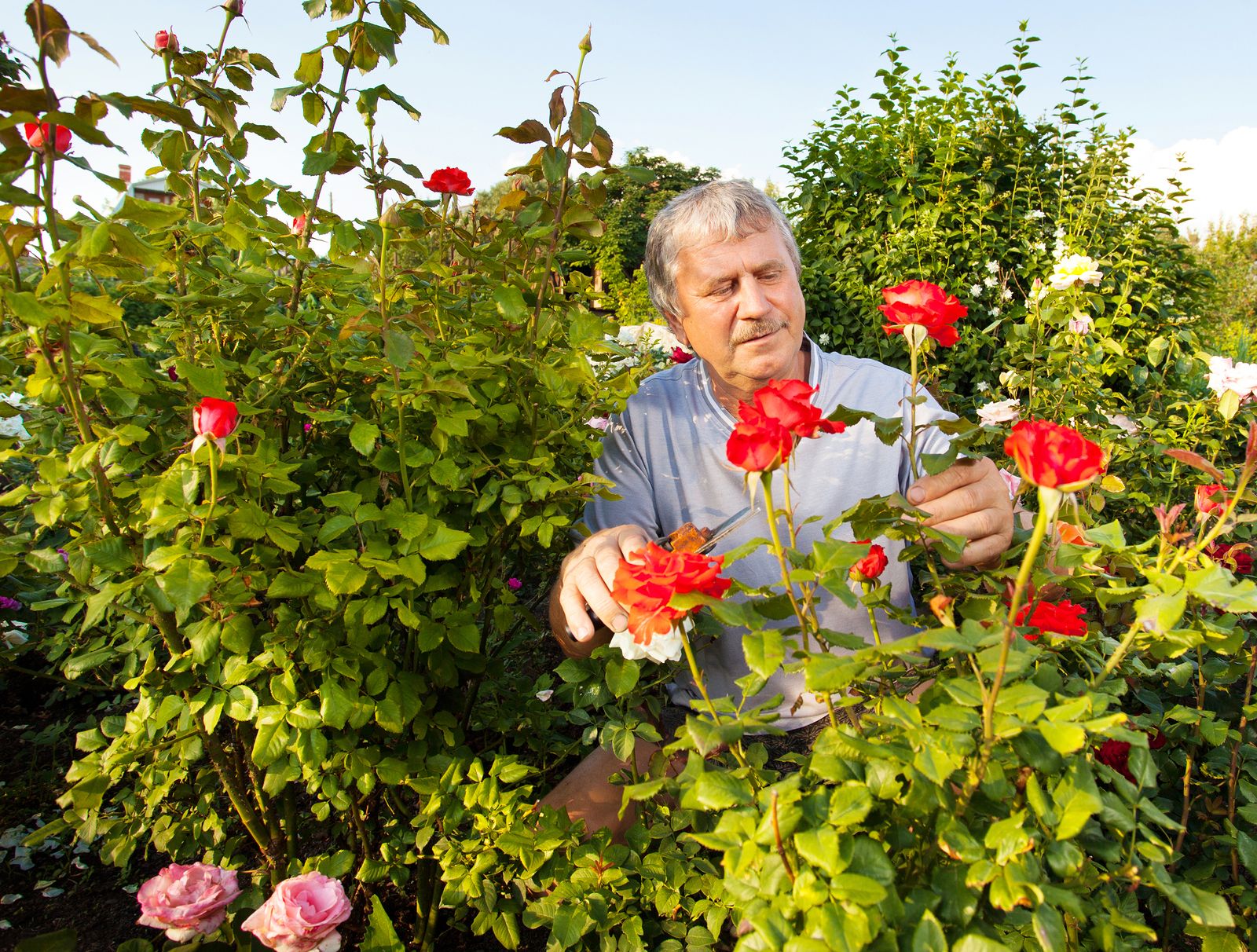 El suelo y la poda, las claves para cuidar tu rosal