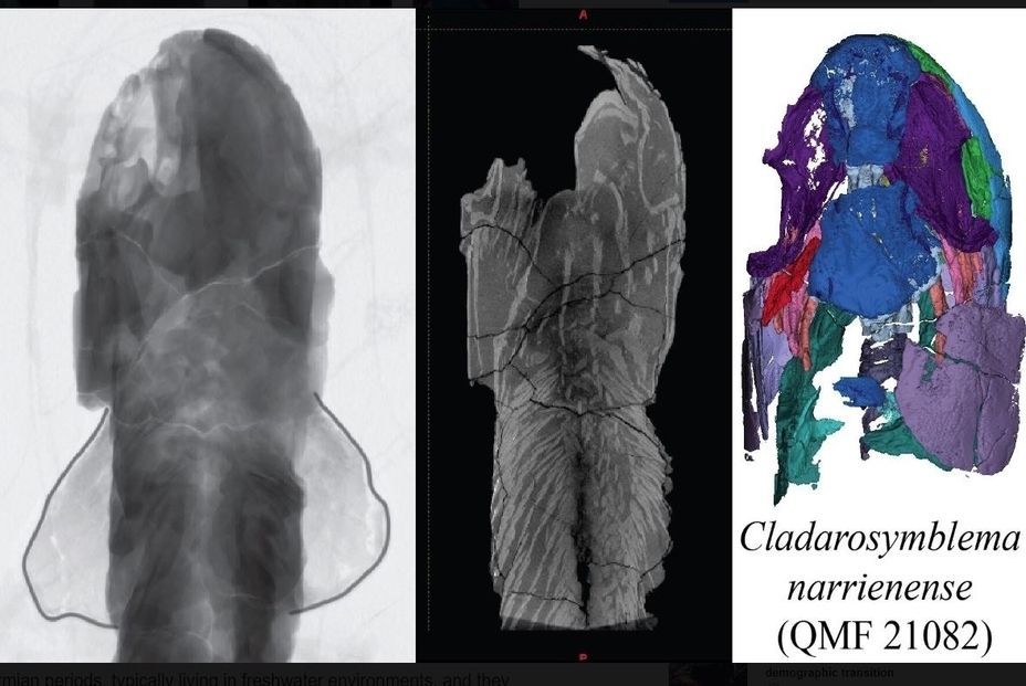  escaner ct fosil peces