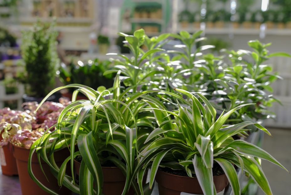 Chlorophytum comosum Chlorophytum comosum