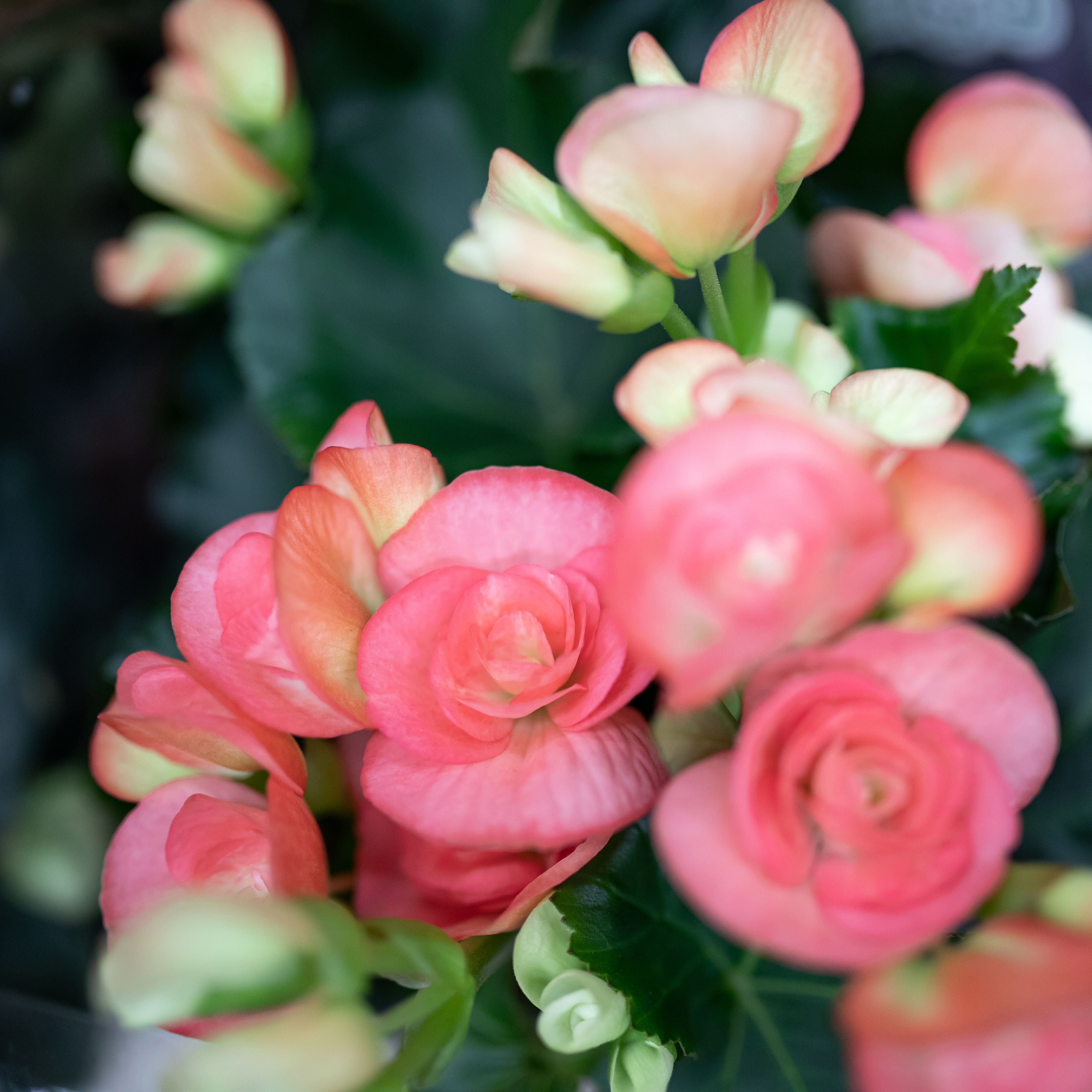 Descubren en el Tíbet la especie de Begonia más alta del mundo