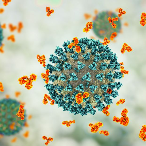 Las personas que han pasado el coronavirus siguen teniendo anticuerpos seis meses después