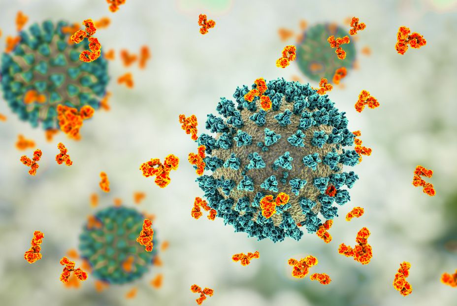 Las personas que han pasado el coronavirus siguen teniendo anticuerpos seis meses después Las personas que han pasado el coronavirus siguen teniendo anticuerpos seis meses después