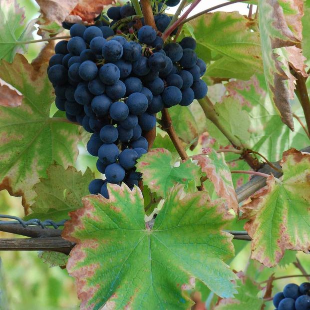 Monastrell, la reina de las uvas en Jumilla. Foto: Wikipedia Monastrell, la reina de las uvas en Jumilla. Foto: Wikipedia