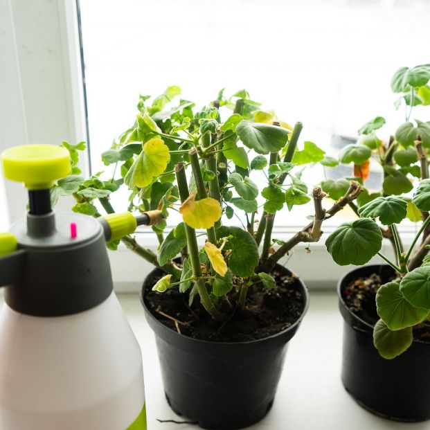 Cuidado de los geranios Cuidado de los geranios