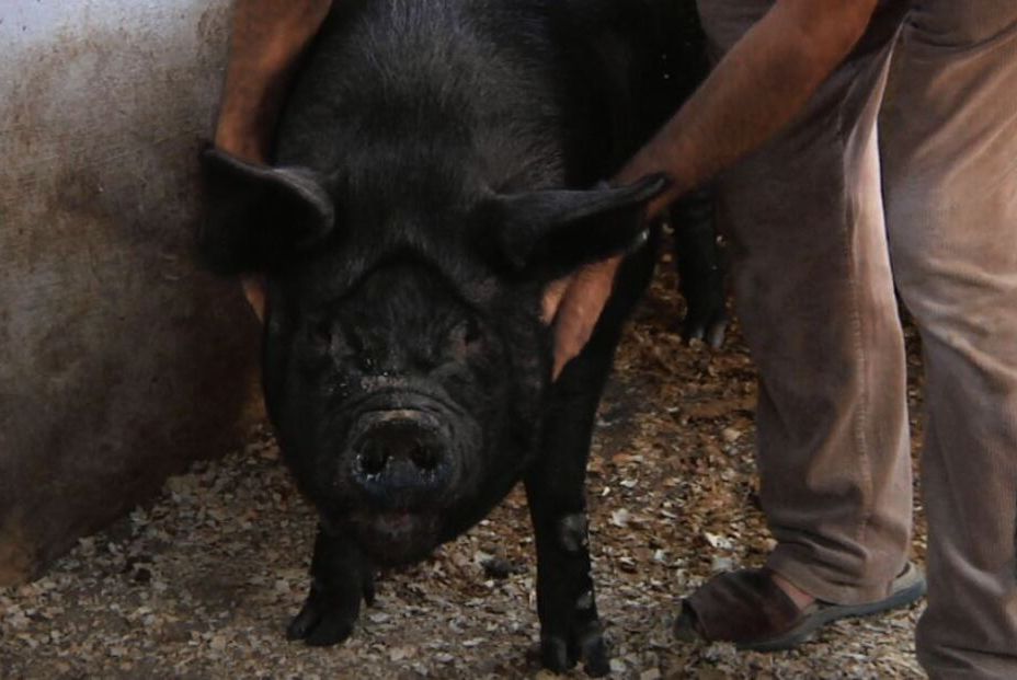 chato murciano (1) chato murciano (1)