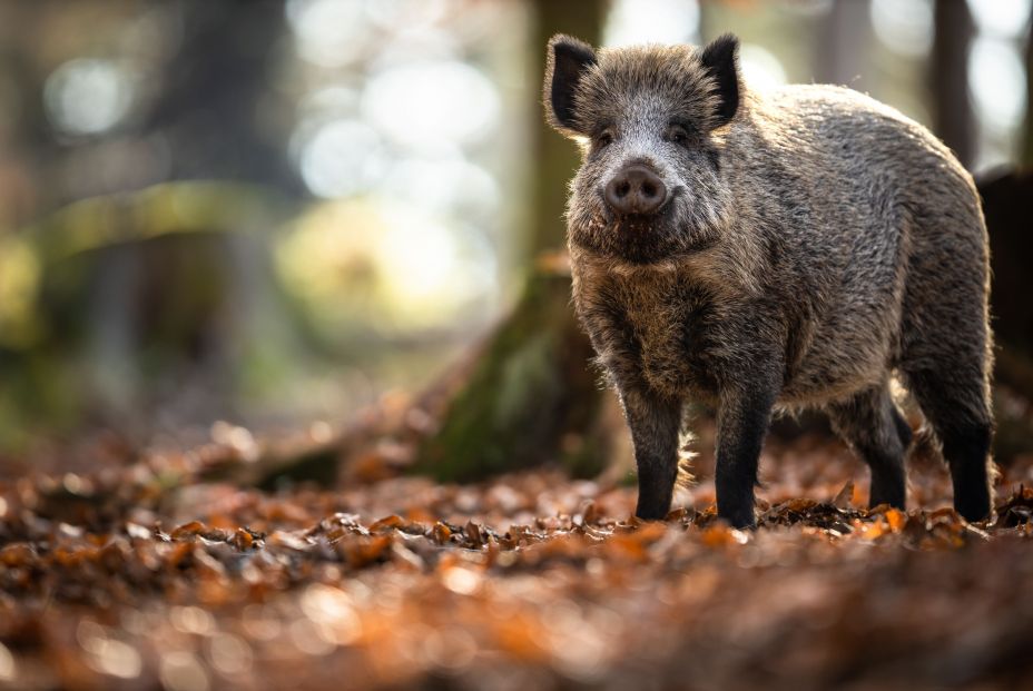 bigstock Wild Boar Or Sus Scrofa Also441571976 bigstock Wild Boar Or Sus Scrofa Also441571976