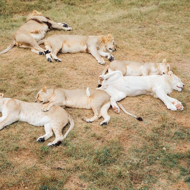 leones durmiendo leones durmiendo