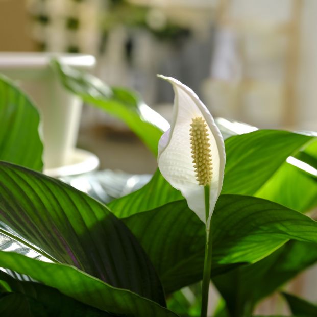 Cinco plantas para combatir la humedad y el moho en casa. Foto: Bigstock Cinco plantas para combatir la humedad y el moho en casa. Foto: Bigstock
