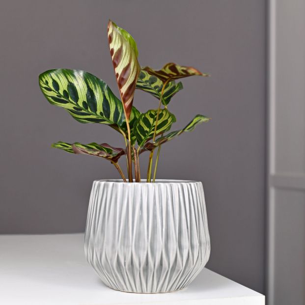 Cinco plantas para combatir la humedad y el moho en casa. Foto: Bigstock Cinco plantas para combatir la humedad y el moho en casa. Foto: Bigstock