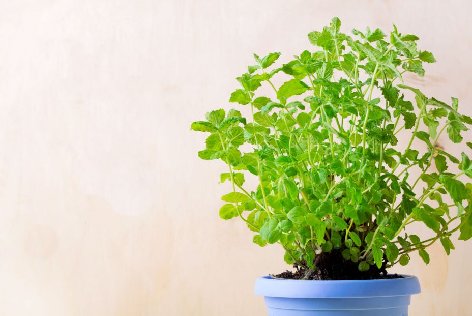 Cinco plantas para combatir la humedad y el moho en casa. Foto: Bigstock Cinco plantas para combatir la humedad y el moho en casa. Foto: Bigstock